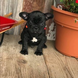 Meet your Posher, Tara